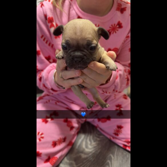 French Bulldog