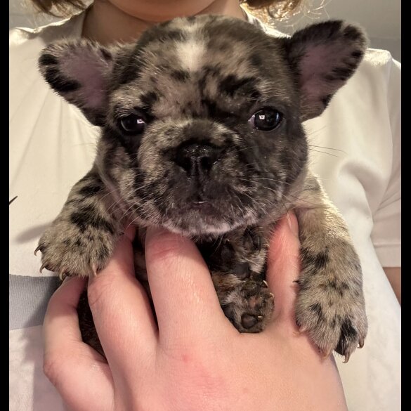 French Bulldog