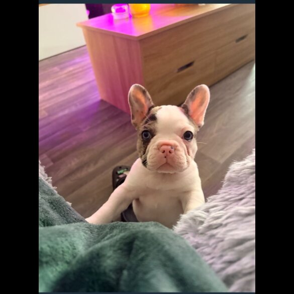 French Bulldog