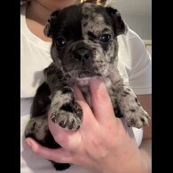 French Bulldog
