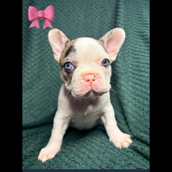 French Bulldog