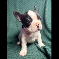 French Bulldog