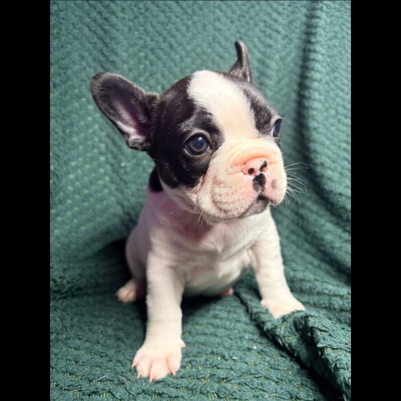French Bulldog