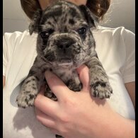 French Bulldog