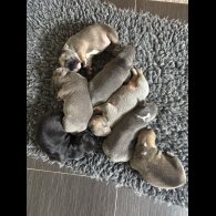 French Bulldog - Bitches