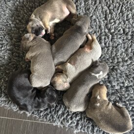 French Bulldog - Bitches