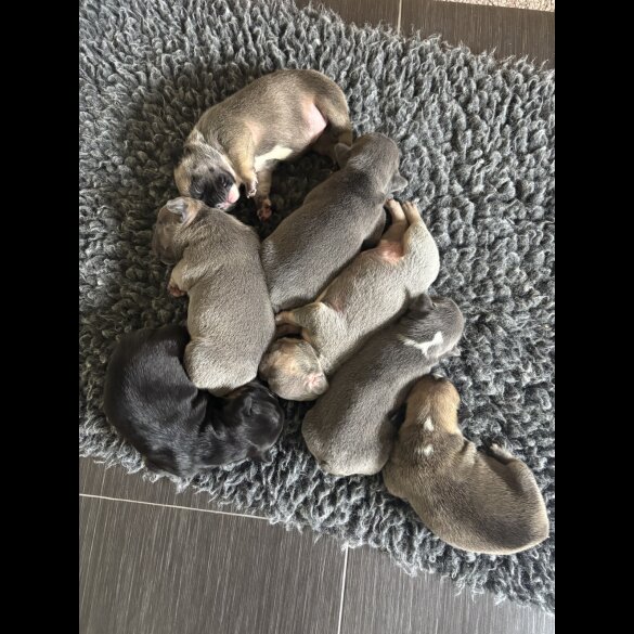 French Bulldog - Bitches