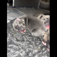 French Bulldog - Bitches