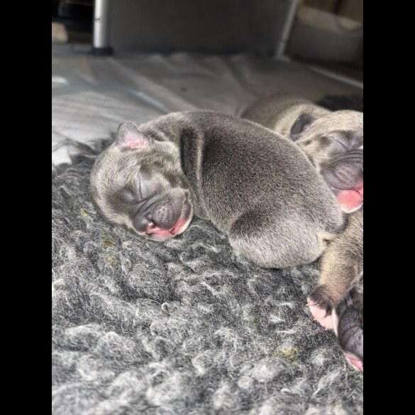 French Bulldog - Bitches