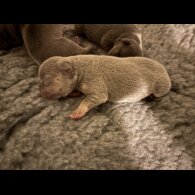 French Bulldog - Bitches