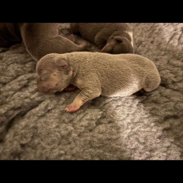 French Bulldog - Bitches