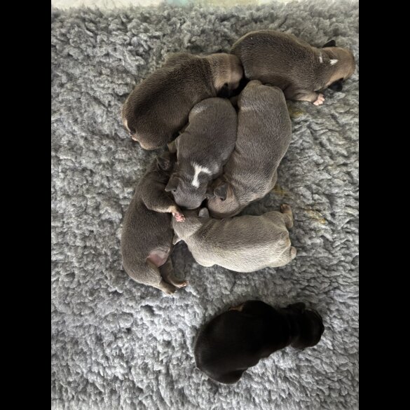 French Bulldog - Bitches