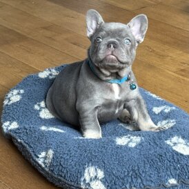 French Bulldog