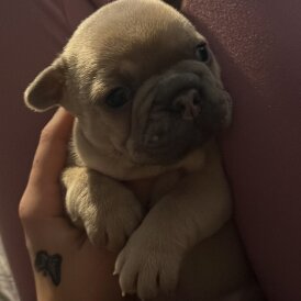 French Bulldog