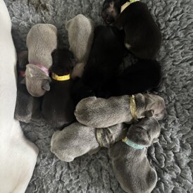 French Bulldog - Bitches