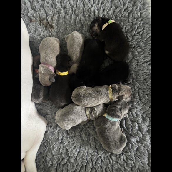 French Bulldog - Bitches