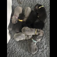 French Bulldog - Bitches