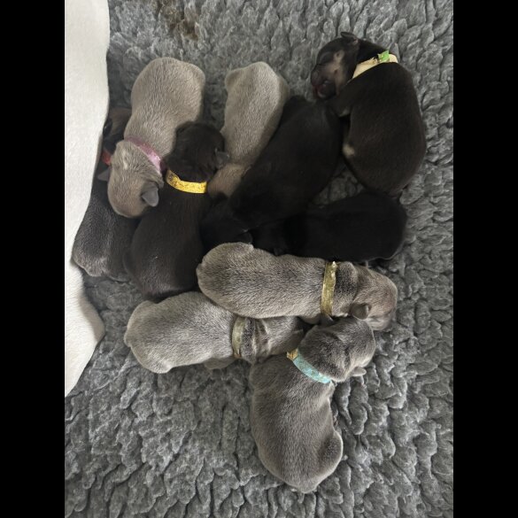 French Bulldog - Bitches