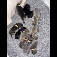 French Bulldog - Bitches