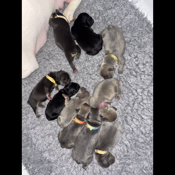 French Bulldog - Bitches