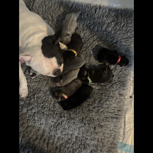 French Bulldog - Bitches