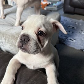 French Bulldog