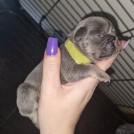 French Bulldog