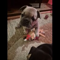 French Bulldog
