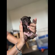 French Bulldog - Bitches