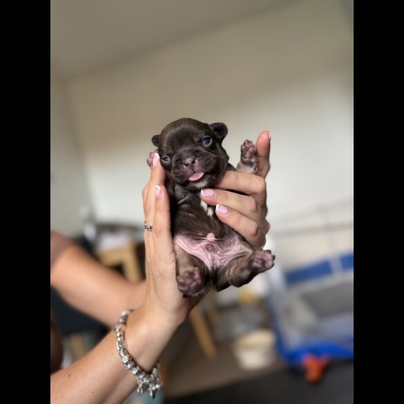 French Bulldog - Bitches