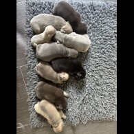 French Bulldog - Bitches