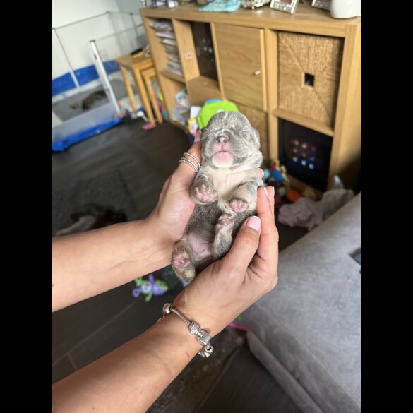 French Bulldog - Bitches