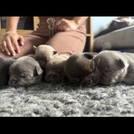 French Bulldog - Bitches