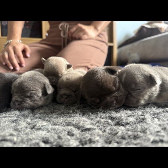 French Bulldog - Bitches