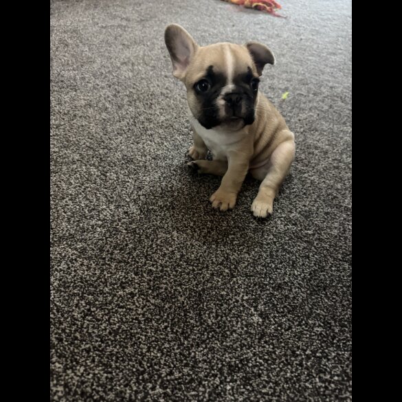 French Bulldog