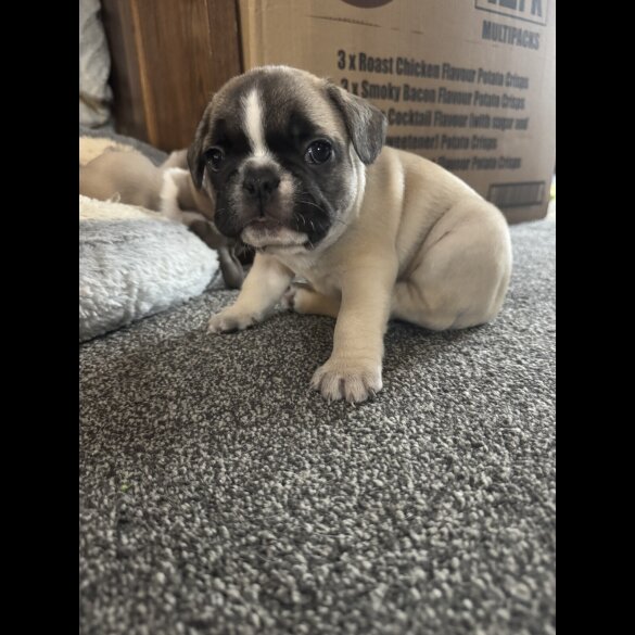 French Bulldog