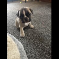 French Bulldog