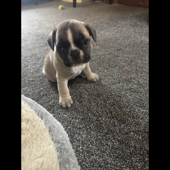 French Bulldog