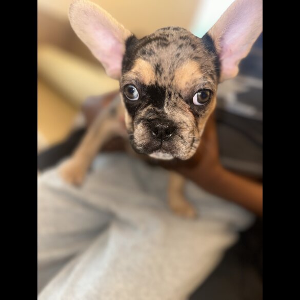 French Bulldog