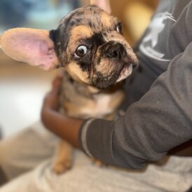 French Bulldog