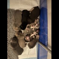 French Bulldog - Bitches