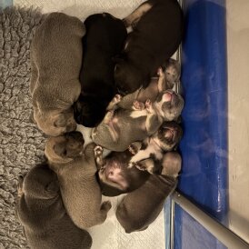 French Bulldog - Bitches