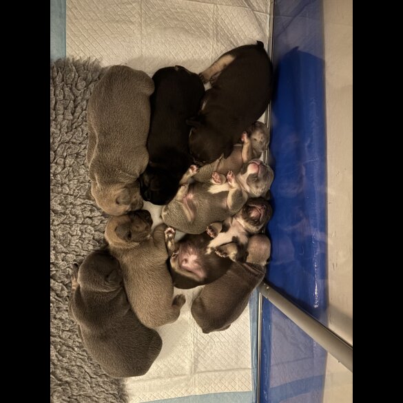 French Bulldog - Bitches