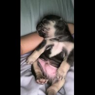 French Bulldog - Bitches