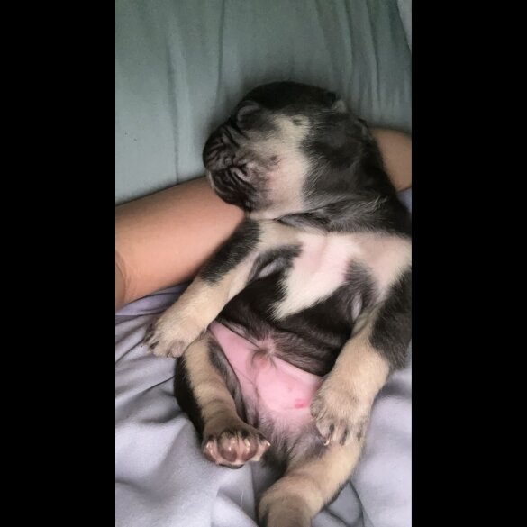 French Bulldog - Bitches