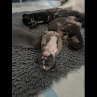 French Bulldog - Bitches