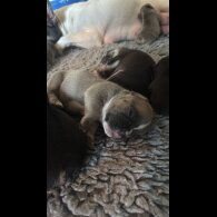 French Bulldog - Bitches