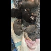 French Bulldog - Bitches