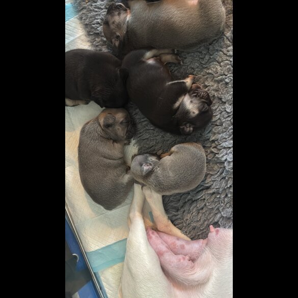 French Bulldog - Bitches