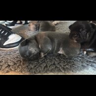 French Bulldog - Bitches